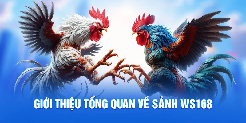 Sảnh WS168 Tại 78WIN - Chinh Phục Sảnh Đá Gà Đỉnh Cao 2025 1 Giới thiệu tổng quan về sảnh WS168